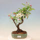 Outdoor bonsai -Malus Halliana - fruited apple - 1/6