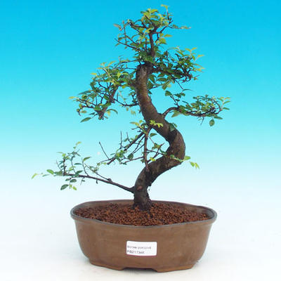 Room -Malolistý elm bonsai - P217346 - 1