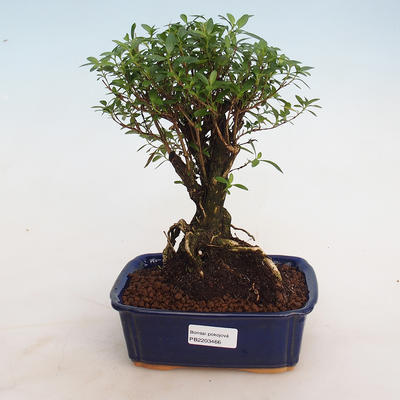 Indoor bonsai - Serissa foetida - Tree of a Thousand Stars - 1