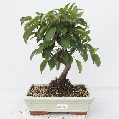 Outdoor bonsai -Malus Halliana - fruited apple - 1