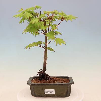Outdoor bonsai - Maple palmatum katsura GISAN - Maple palmate - 1