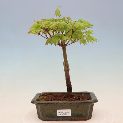 Outdoor bonsai - Maple palmatum katsura GISAN - Maple palmate - 1
