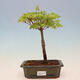 Outdoor bonsai - Maple palmatum katsura GISAN - Maple palmate - 1/2