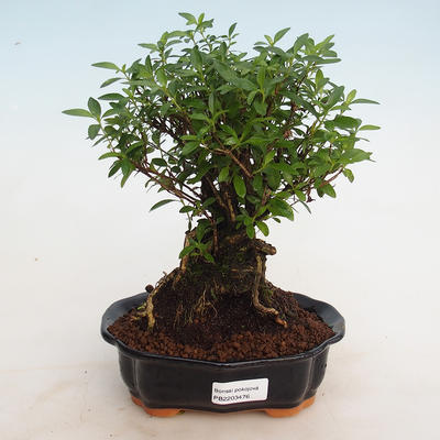 Indoor bonsai - Serissa foetida - Tree of a Thousand Stars - 1