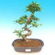 Room bonsai - Carmona macrophylla - tea fuki - 1/5