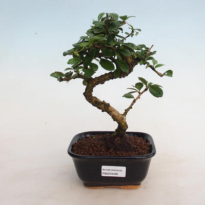 Indoor bonsai - Carmona macrophylla - Tea fuki - 1