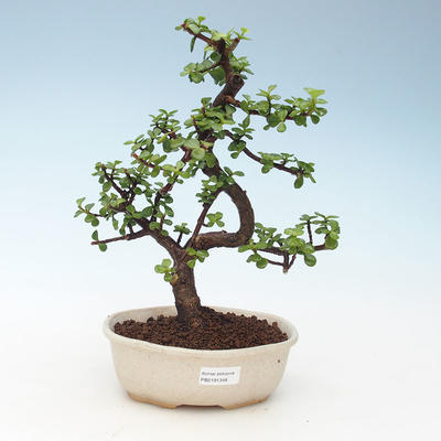 Indoor bonsai - Portulakaria Afra - Tlustice 414-PB2191348 - 1