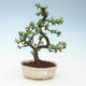 Indoor bonsai - Portulakaria Afra - Tlustice 414-PB2191348 - 1/2