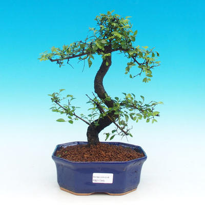 Room -Malolistý elm bonsai - P217349 - 1