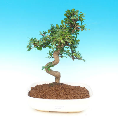Room bonsai - Carmona macrophylla - tea fuki - 1