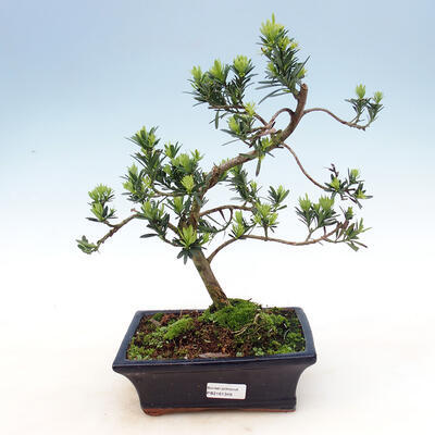 Indoor bonsai-Podocarpus- stone thous - 1