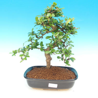 Room bonsai - Carmona macrophylla - tea fuki - 1