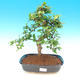 Room bonsai - Carmona macrophylla - tea fuki - 1/5