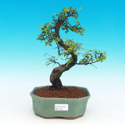 Room -Malolistý elm bonsai - P217351 - 1