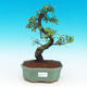 Room -Malolistý elm bonsai - P217351 - 1/3