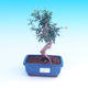 Room bonsai-Punica granatum nana-Pomegranate - 1/3