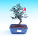 Room bonsai-Punica granatum nana-Pomegranate - 1/3
