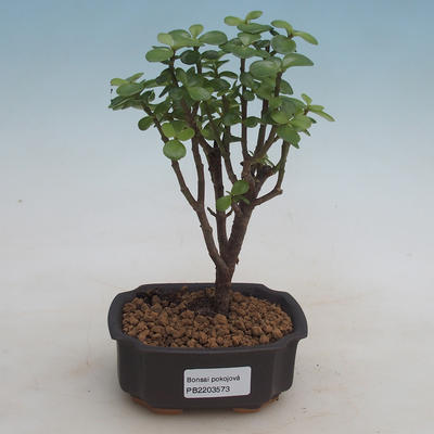 Indoor bonsai - Portulakaria Afra - Tlustice - 1