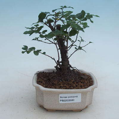 Indoor bonsai - Sagerécie thea - Sagerécie thea - 1