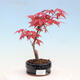 Outdoor bonsai - dlanitolistý Maple - Acer palmatum DESHOJO - 1/2