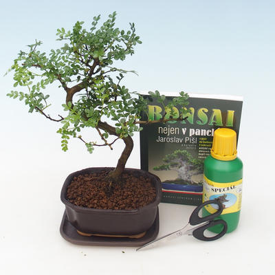 Indoor bonsai - Pepper tree