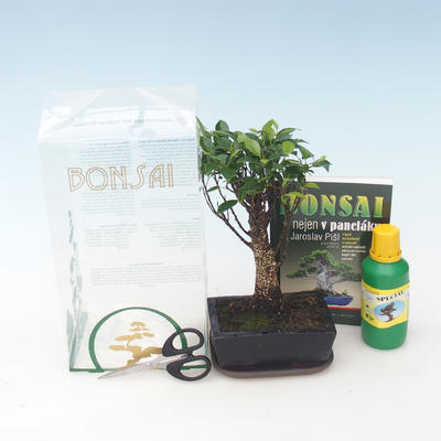 Room bonsai in a gift box, Ficus retusa - ficus malolistý