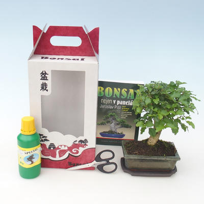 Room bonsai in a gift box, Ligustrum chinensiss - evergreen privet