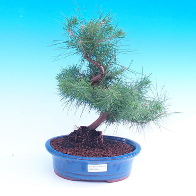 Room bonsai-Pinus halepensis-Pinus halepensis