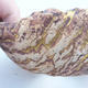 Ceramic Shell 12 x 12 x 5 cm, brown-yellow color - 1/3