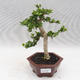 Indoor bonsai - PREMNA MICROPHYLLA - Kozlovoň malolistá - 1/4