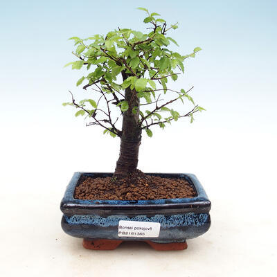 Indoor bonsai - Ulmus parvifolia - Lesser elm - 1