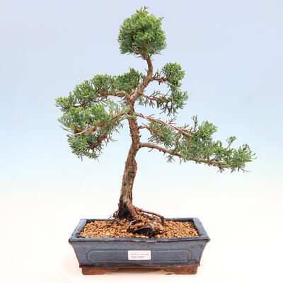 Outdoor Bonsai - Juniperus chinensis Kishu-Chinese Juniper - 1