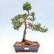 Outdoor Bonsai - Juniperus chinensis Kishu-Chinese Juniper - 1/2