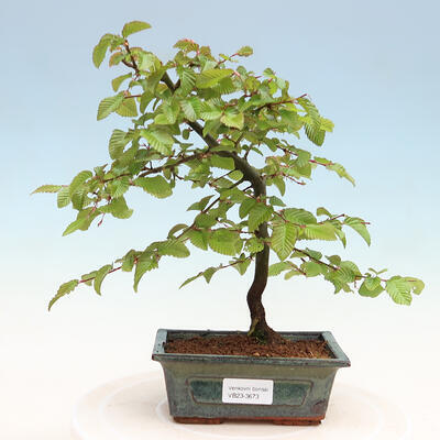 Outdoor bonsai - Hornbeam - Carpinus betulus