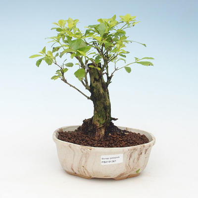 Indoor bonsai - Duranta erecta Aurea 414-PB2191367 - 1