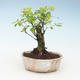 Indoor bonsai - Duranta erecta Aurea 414-PB2191367 - 1/3