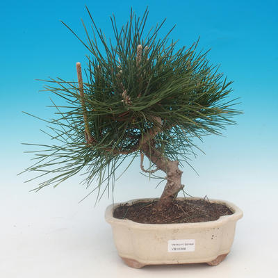 Pinus thunbergii - Pine thunbergova