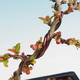 Outdoor bonsai - Chaneomeles japonica - Japanese quince - 1/4