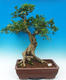 Room bonsai - Muraya paniculata - 1/6