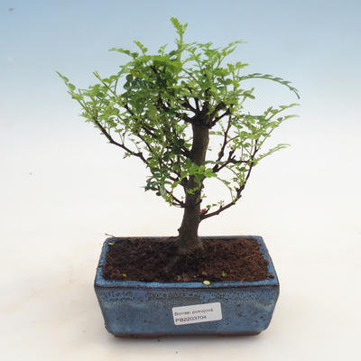 Indoor bonsai - Zantoxylum piperitum - Peppermint - 1