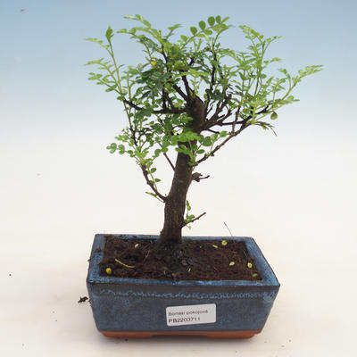 Indoor bonsai - Zantoxylum piperitum - Peppermint - 1