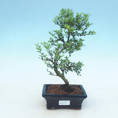 Indoor bonsai - Ilex crenata - Holly - 1