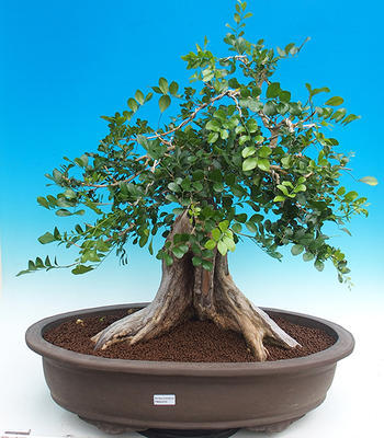 Room bonsai - Muraya paniculata - 1