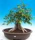 Room bonsai - Muraya paniculata - 1/6