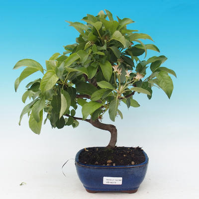 Outdoor bonsai-Malus Halliana-fruited apple