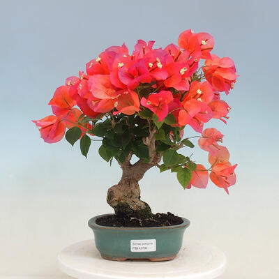 Indoor bonsai - Bouganwilea - 1