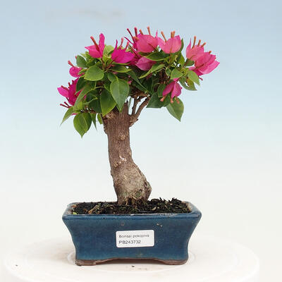 Indoor bonsai - Bouganwilea - 1