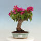 Indoor bonsai - Bouganwilea - 1/7