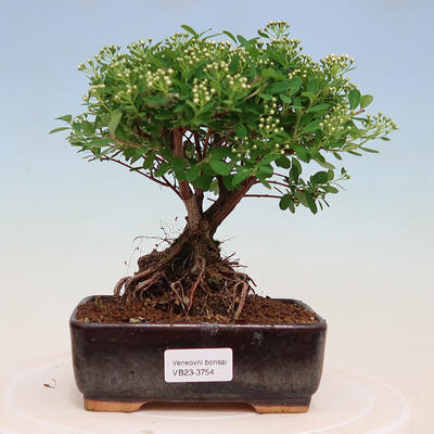 Outdoor bonsai - small-leaved sycamore - Spiraea japonica MAXIM - 1