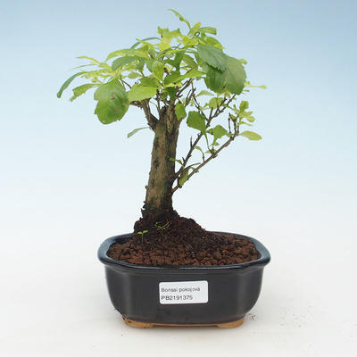Indoor bonsai - Duranta erecta Aurea 414-PB2191375 - 1